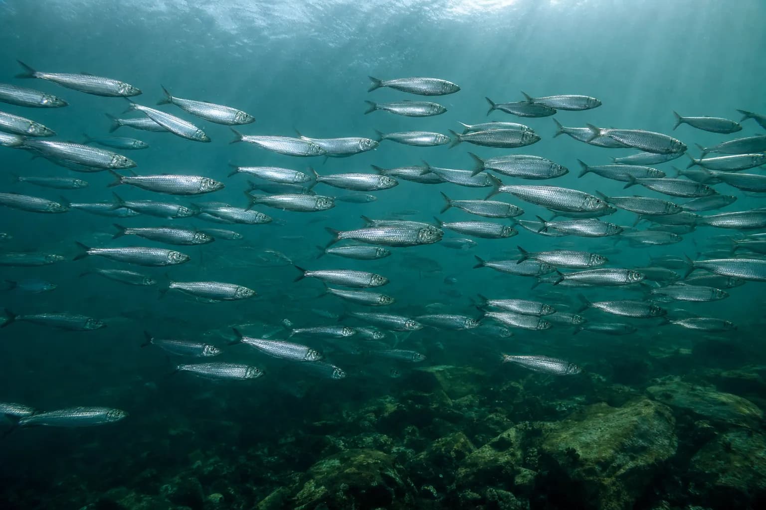 School of herring swimming in cold Norwegian Arctic waters, the natural source of omega-11